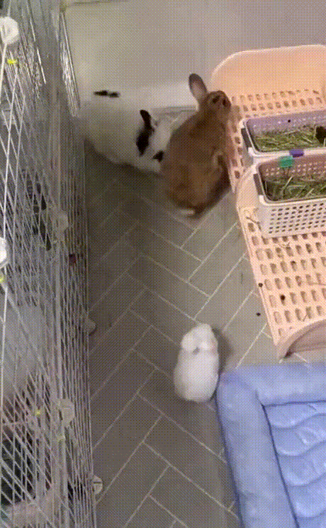 [Image: AzWG4msoSMN9Oj3.gif]
