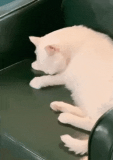 7.gif