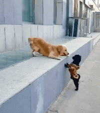 20.gif