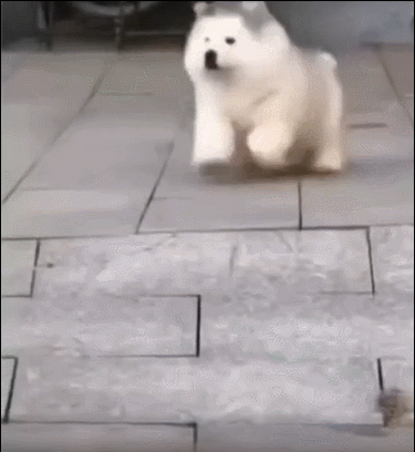10.gif