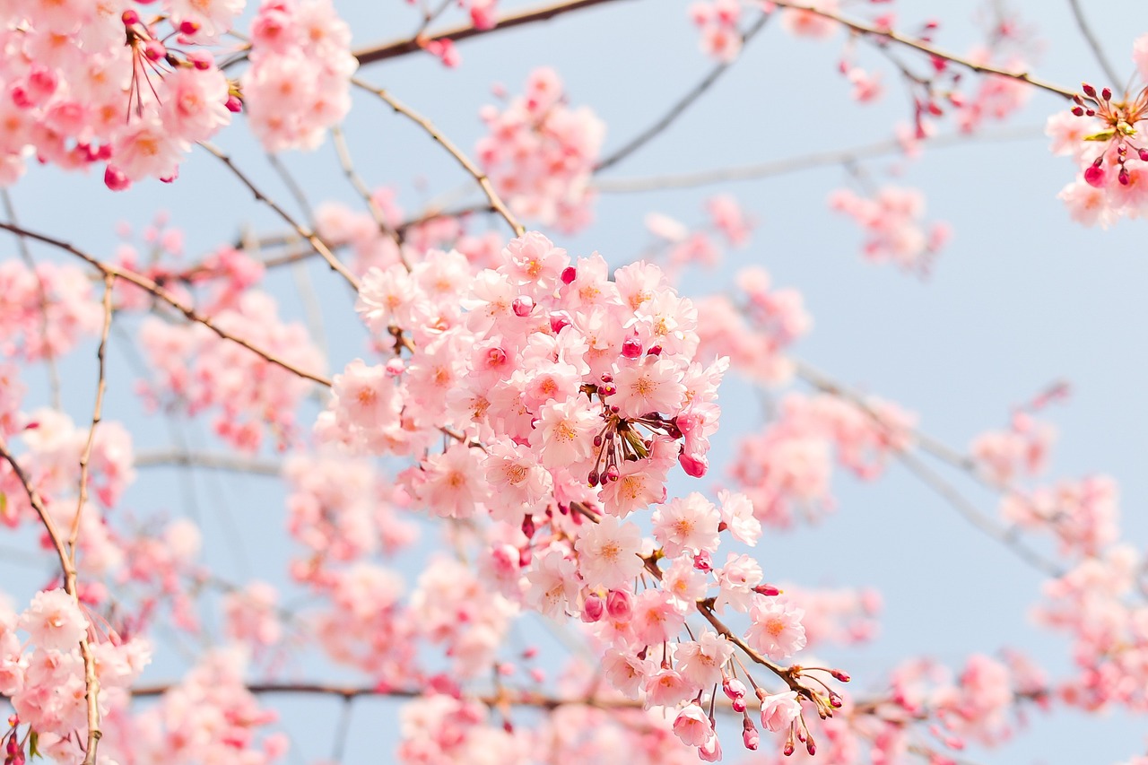 cherry_blossom_tree_1225186_1280.jpg