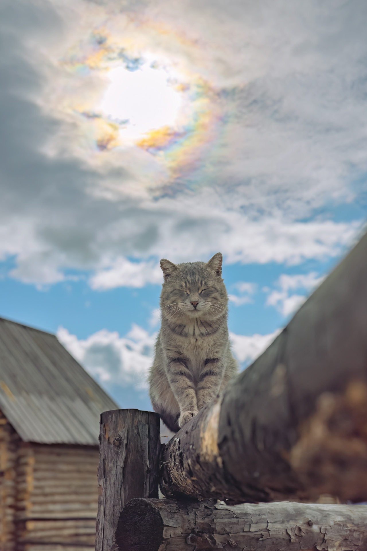 [博海拾贝 1016] 七彩云下的猫猫