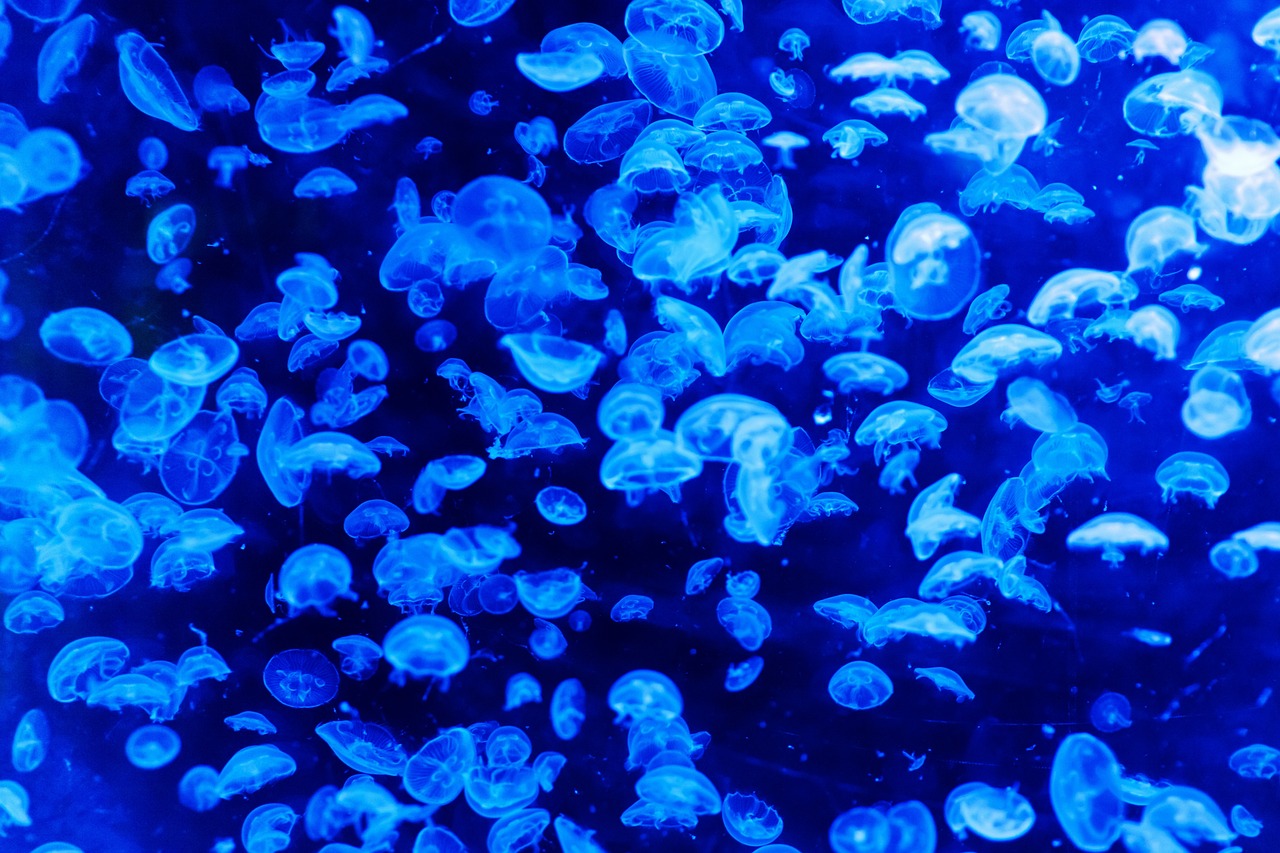 jellyfish_21741_1280.jpg