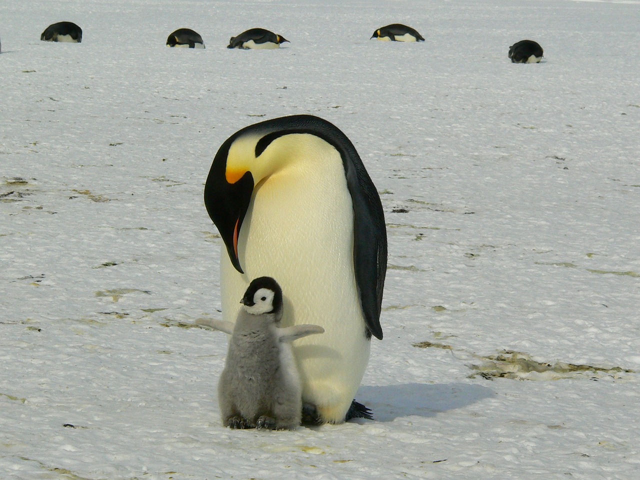 penguins_429134_1280.jpg