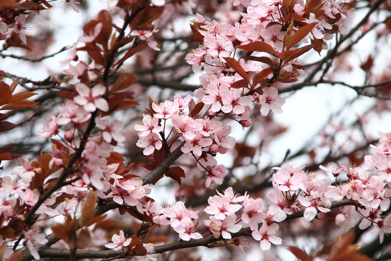 japanese_cherry_blossom_2276402_1280.jpg
