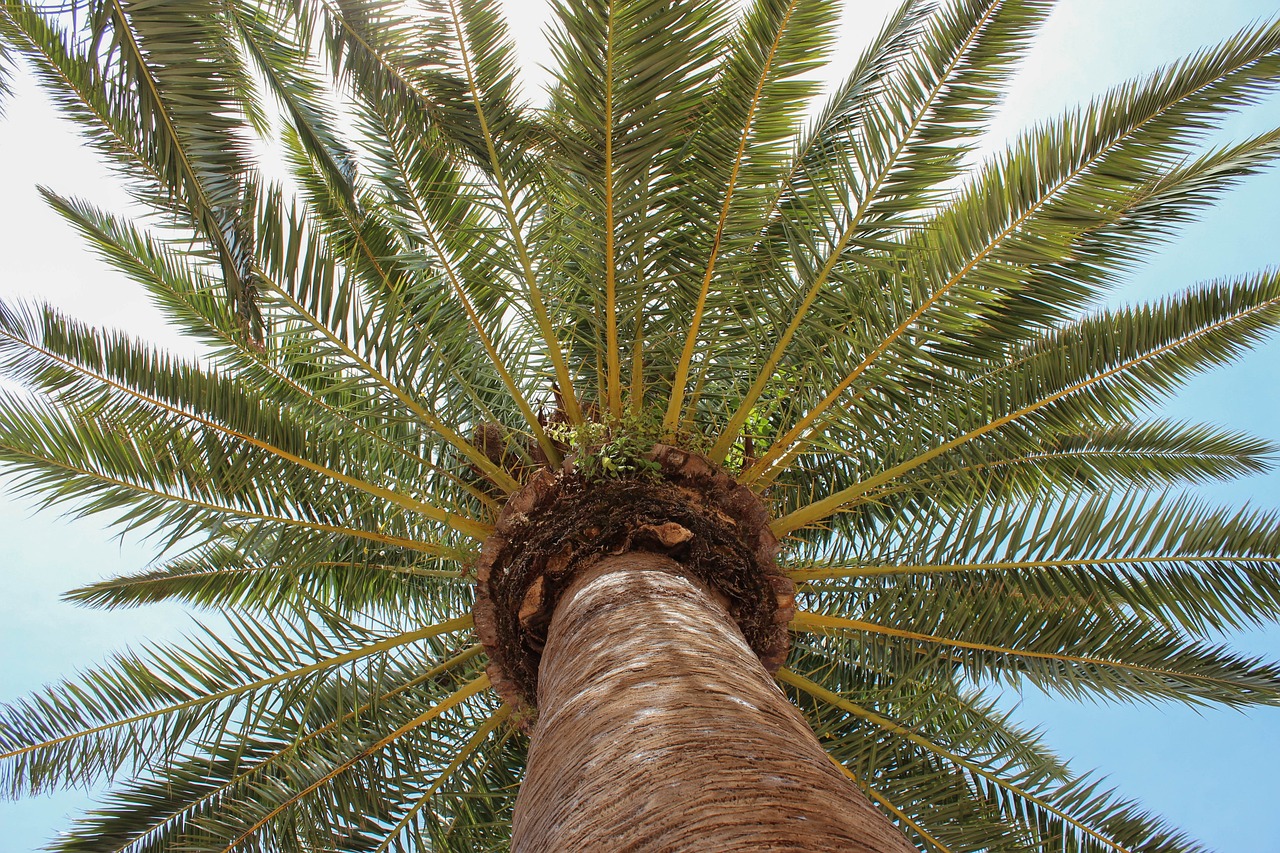 palm_tree_3387205_1280.jpg