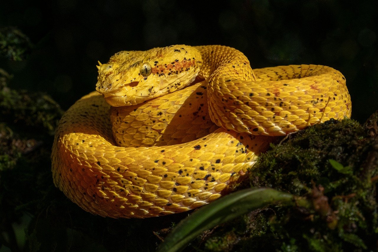 poisonous-snake-9829897_1280.jpg