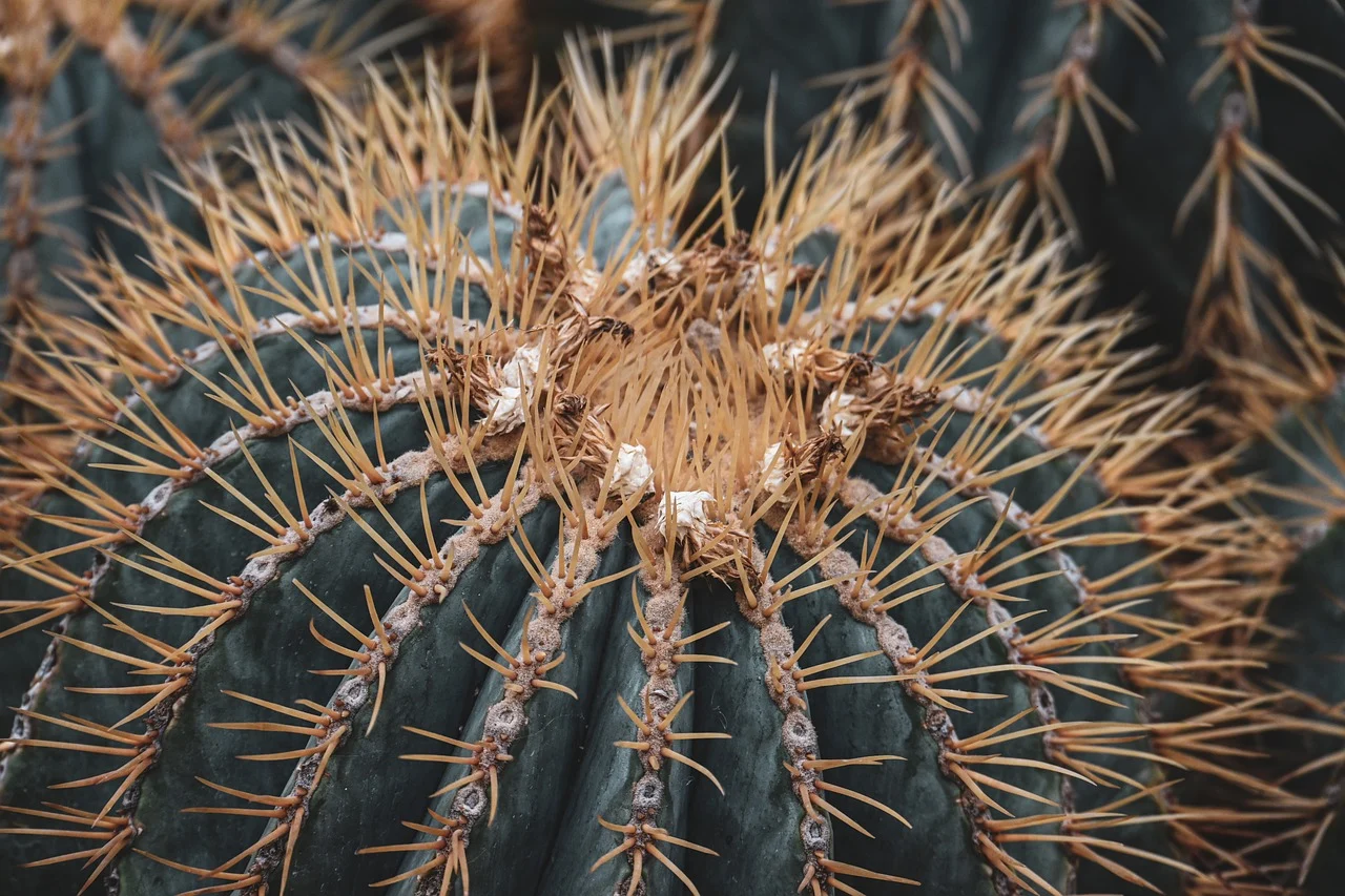 cactus-9902128_1280.webp