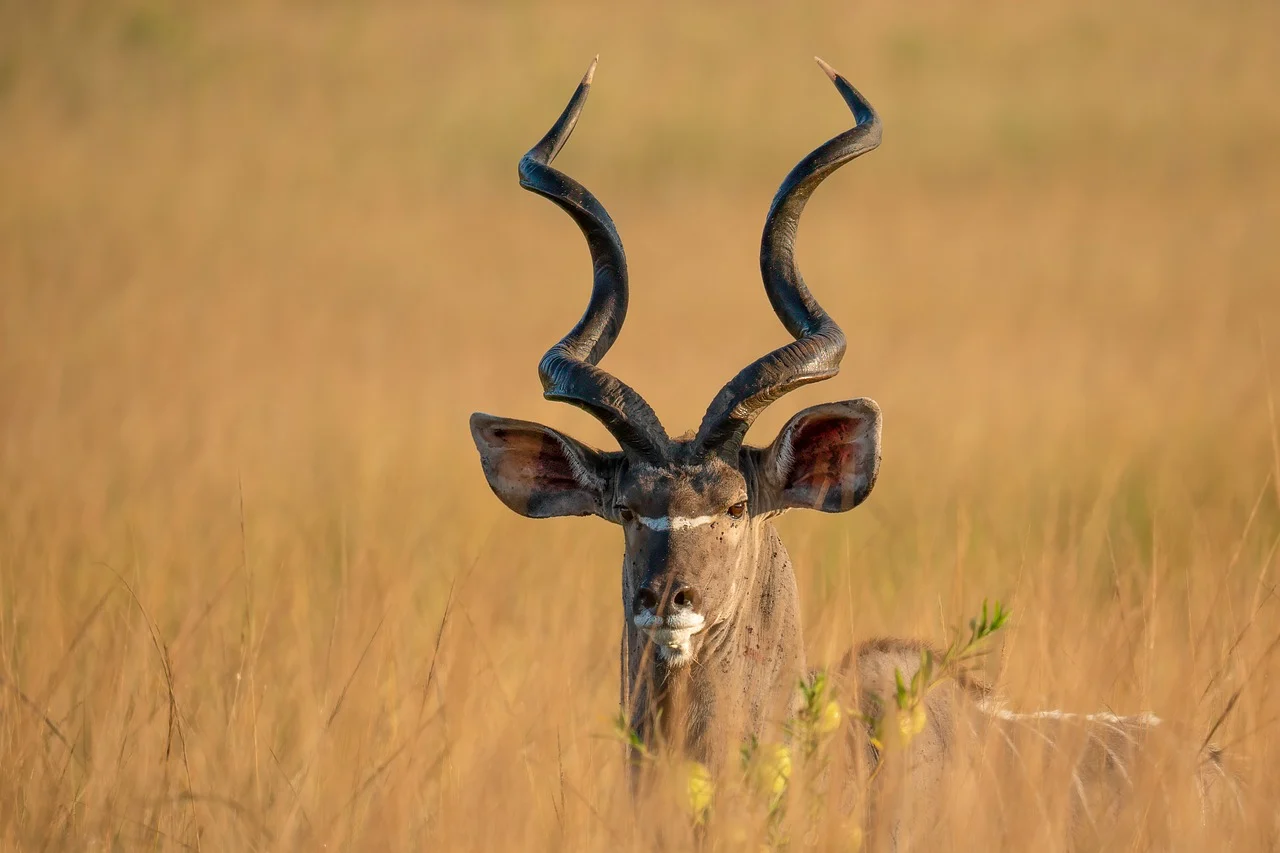 greater_kudu_9569843_1280.jpg
